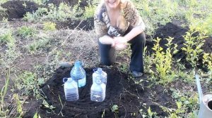 Арбузы и дыни в средней полосе: тонкости посадки и фор?