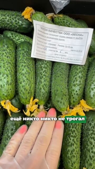 Летние огурцы уже сейчас. Для заказа переходите в наш ? смотреть онлайн