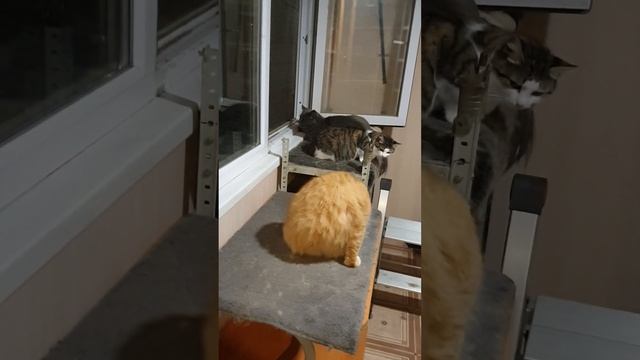 Сидит тётка на заборе смотреть онлайн