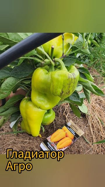 Открытый грунт Сибирь. Без укрытия. смотреть онлайн