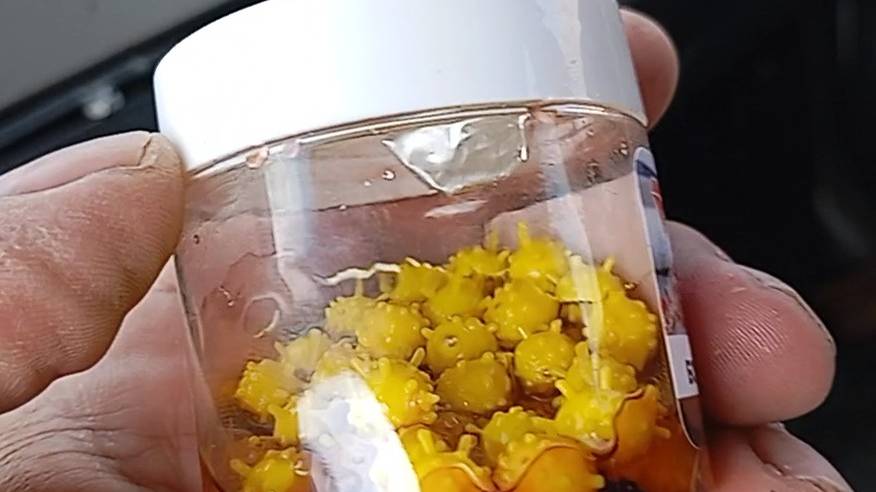 приманка коронавирус(тест)