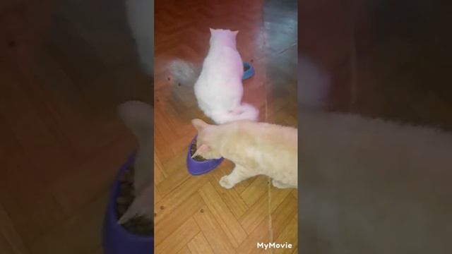 кошкам Canegatto . на целый месяц ? 15 кг. новости.🤗