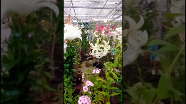 Выставка - продажа лилий, 5.8..24 смотреть онлайн