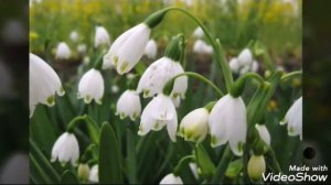 Гиёс Бойтоев Бойчечагим | G'iyos Boytoyev Boychechagim