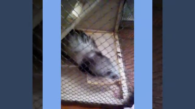 Мой хорек смотреть онлайн