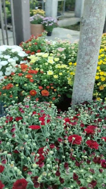 Всем доброго утра:) немного привезли цветов:) #сад #дача смотреть онлайн