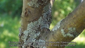 Почему трескается кора на плодовых деревьях и чем лечить