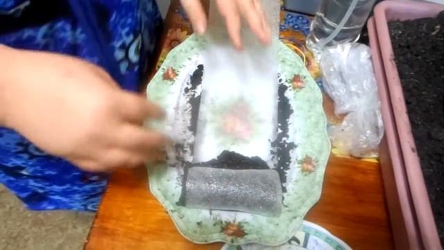 ПОСАДКА ПЕРЦА В УЛИТКУ НА РАССАДУ!!!! смотреть онлайн