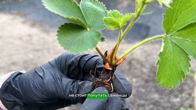 ПОСАДКА И ОМОЛОЖЕНИЕ КЛУБНИКИ | ПИТОМНИК РОСТОК | САЖЕ? смотреть онлайн