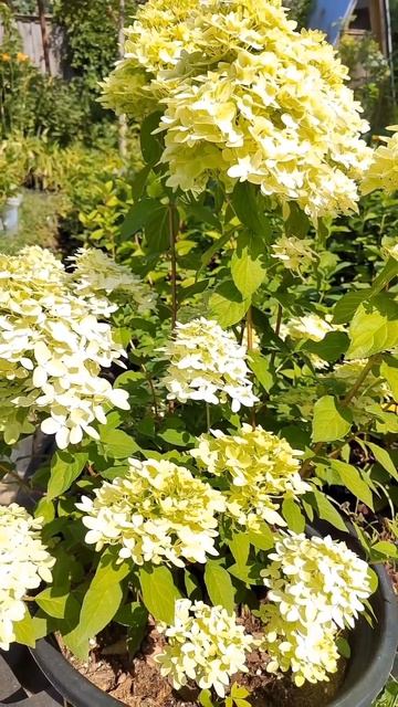 Цветет Magical Candle#саженцы гортензии#почтой #whatsapp +79026881386 смотреть онлайн