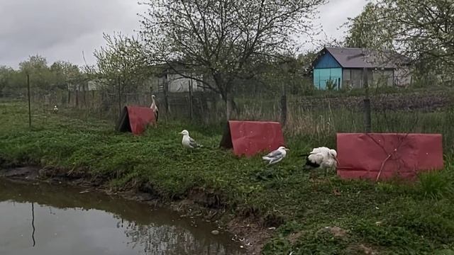 Чайку Кулёму выпустили на пруд 18.05.22 г. смотреть онлайн