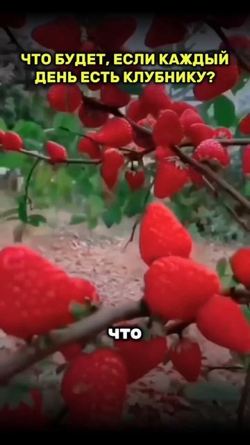 Что будет, если каждый день есть клубнику? смотреть онлайн
