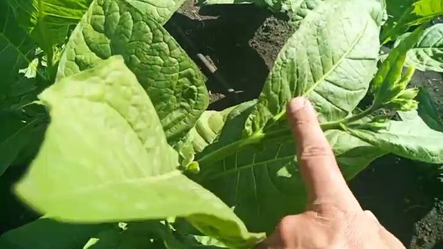 26 июня три дня после листовой подкормки смотреть онлайн