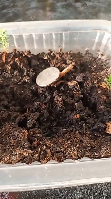 мои туи из семян ,покупала на семяна заказ .Когда вырас