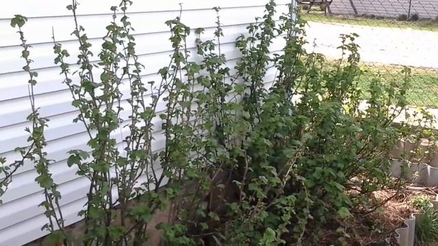 (21)ГСМ - грядко-сад модульный. смотреть онлайн