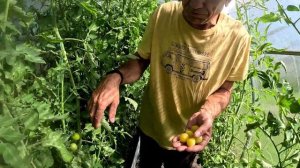 Обзор томатов сорт Белый виноград