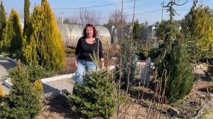 ПОЧЕМУ МЕДЛЕННО РАСТУТ ХВОЙНЫЕ | Как ускорить рост хво