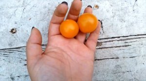 Томат Абрикотин F1