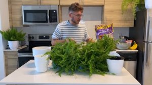 Деление и пересадка ПАПОРОТНИКА