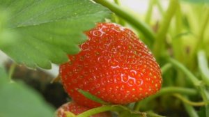 Весна или Осень: Когда лучше посадить клубнику чтобы п