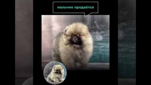 Шпиц Ирвин, сын Лидии