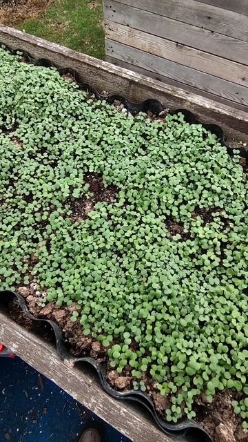 Весенние удобрения в грядке #дача смотреть онлайн