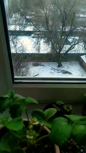 17 января зацвела клубника Скоро будут ягодки ) смотреть онлайн