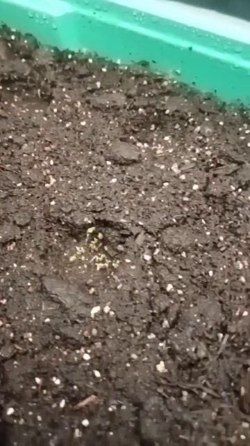 🍓🍓Первые всходы🍓🍓 земляники 👍 смотреть онлайн