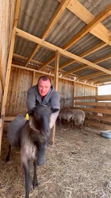 #сарай #семейнаяферма #дача #farming #ферма #animals #овцы #бара смотреть онлайн