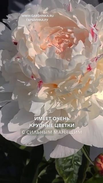 Самый любимый пион 😍 И это сорт Вог 🌺 смотреть онлайн