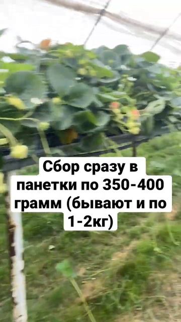 Сбор клубники. Работа на фермах в Англии #workuk смотреть онлайн
