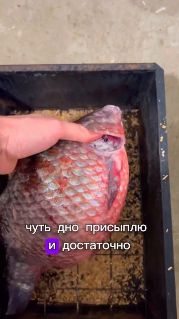 #копченаярыба #карась #рецепт #готовим #коптим #шортс ?