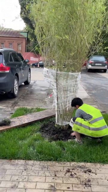 Посадка Ивы. Суворовская 19 смотреть онлайн