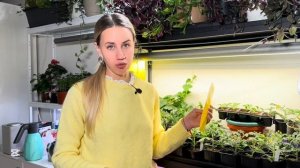 Как избавиться от белокрылки в квартире и в огороде