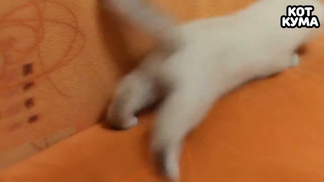 КОТ КУМА ИГРАЕТ С M&M's 1 Сезон 15 Серия смотреть онлайн