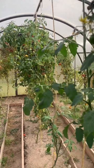 Убрала остатки томатов #томатывтеплице #томаты #помид? смотреть онлайн