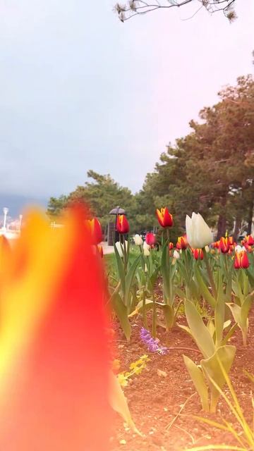 Геленджик цветёт и пахнет. Апрель 2025 смотреть онлайн