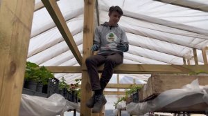 Особенности посадки роз с закрытой корневой системой