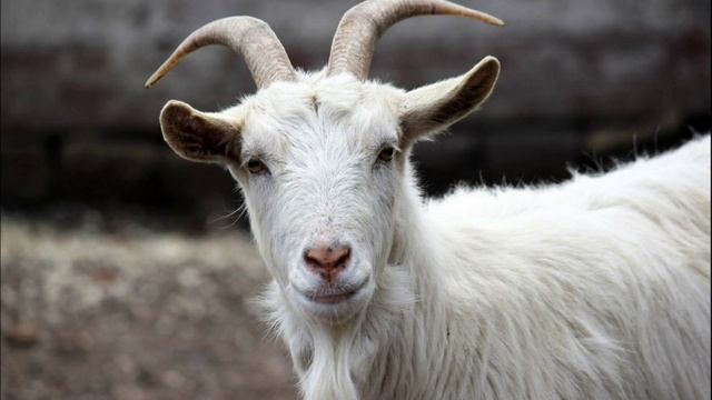 Звук Козы. Как Говорит Коза. Коза Блеет. Голос Козы. Звуки ме-е-е смотреть онлайн
