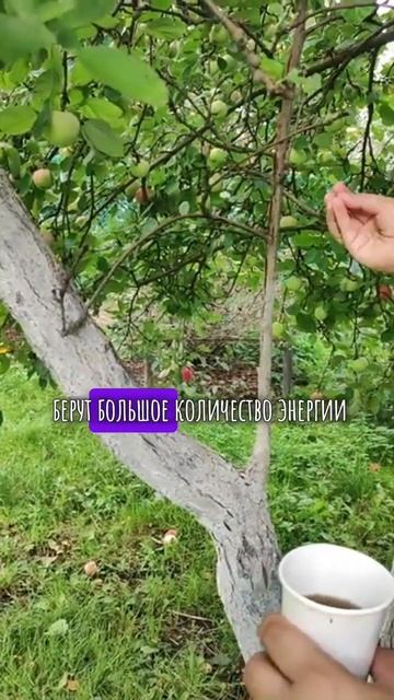 Как увеличить размер плода? #ландшафт #дача #огород #ку? смотреть онлайн