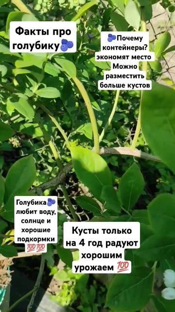 Для тех кто хочет посадить 🫐у себя дома это важно💯! # смотреть онлайн