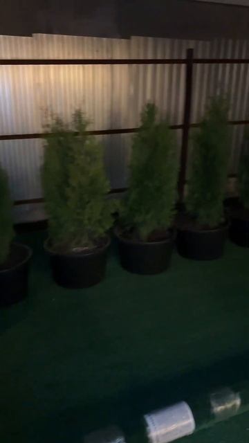 Посадка туй в горшки в виде изгороди #дача смотреть онлайн