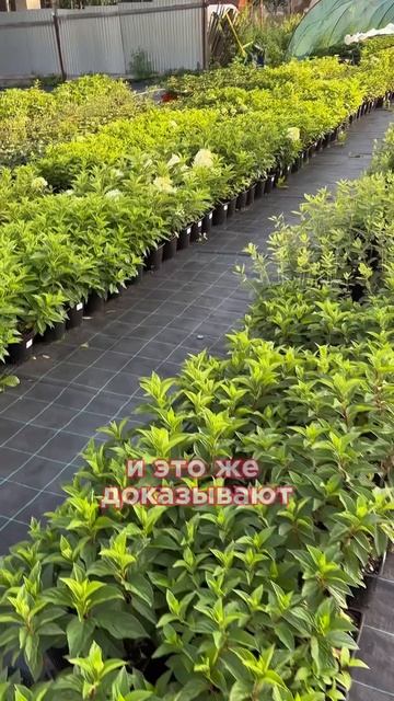 Питомник растений с нуля #питомникрастений #дача #садо смотреть онлайн