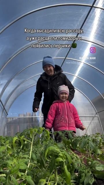 Сегодня зашла в теплицу и увидела, что помидоры зацвел смотреть онлайн