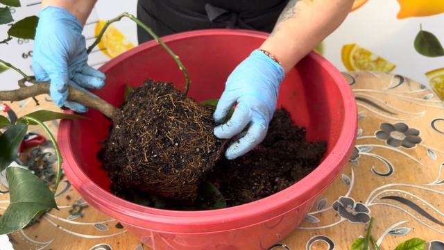 Пересадка лимона Лунаріо та Целогіни смотреть онлайн