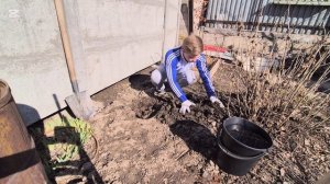Как сажать инжир сорт «Далматский»