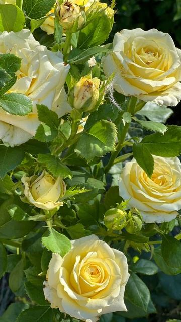 Мгновения лета 2024. Розы. Крым смотреть онлайн