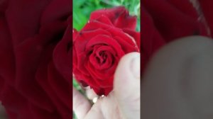 роза чёрный принц