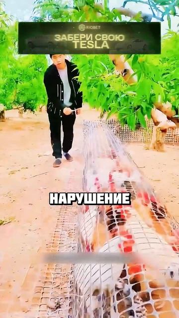 Это самый крутой курятник, который вы когда-либо видел смотреть онлайн