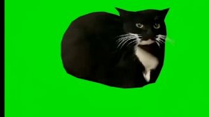 мем кот танцует